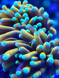 Sun Goddess Torch Coral Euphyllia glabrescens  gold LPS coral for saltwater reef aquarium