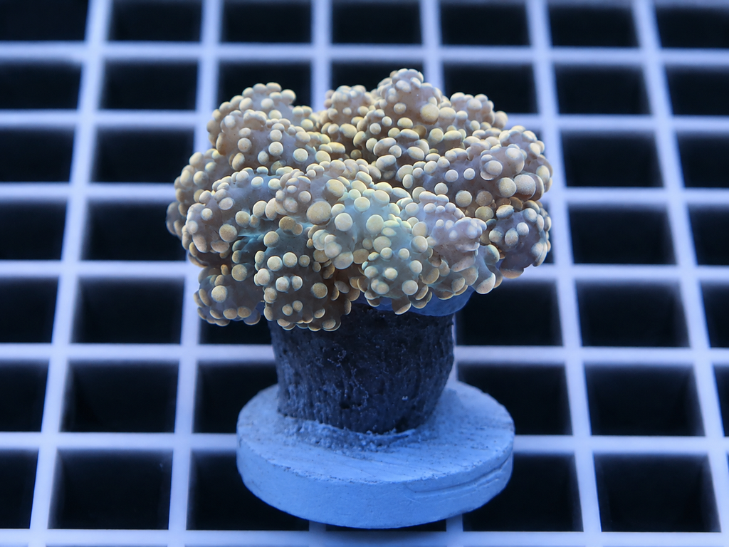 Orange Octospawn
