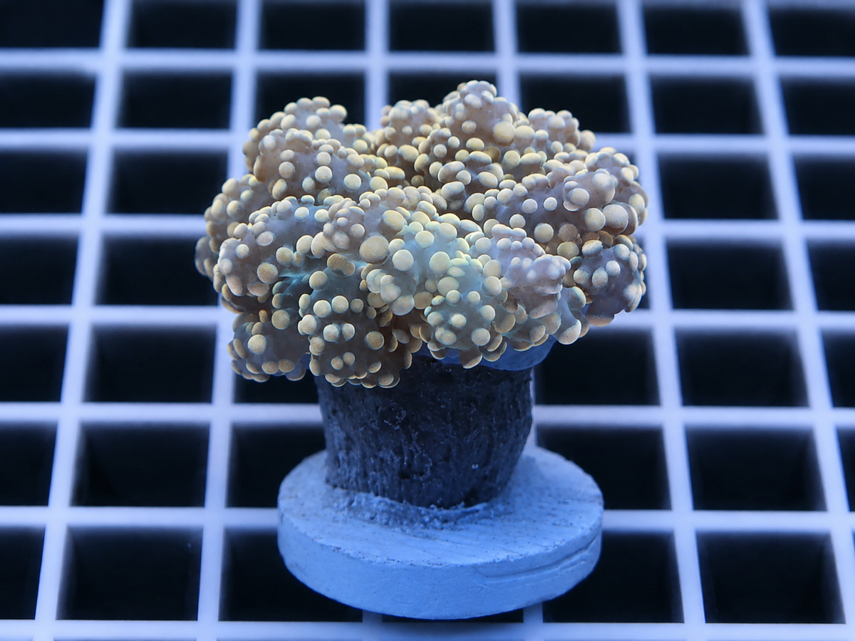 Orange Octospawn