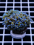 Ultra Blue Tip Frogspawn