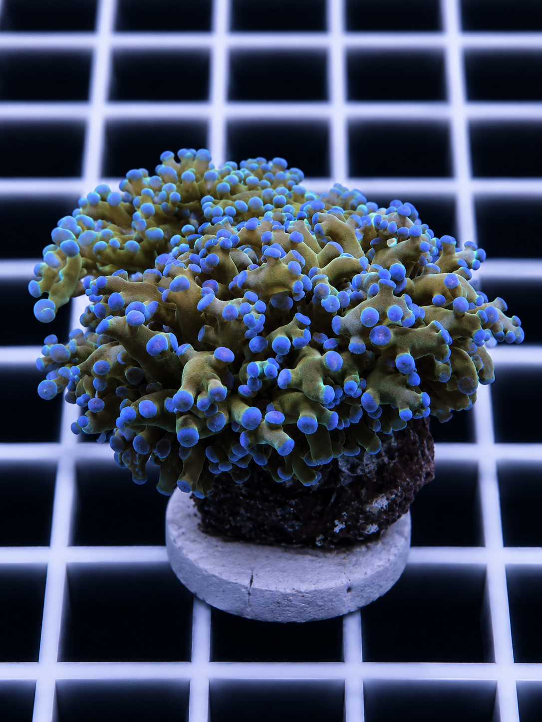 Ultra Blue Tip Frogspawn