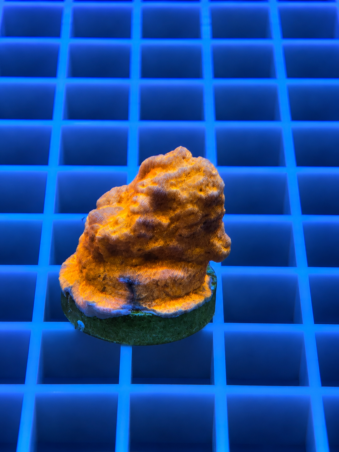 

24K Gold Leptoseris coral with bright golden coloration and intricate plating growth pattern in a reef aquarium
