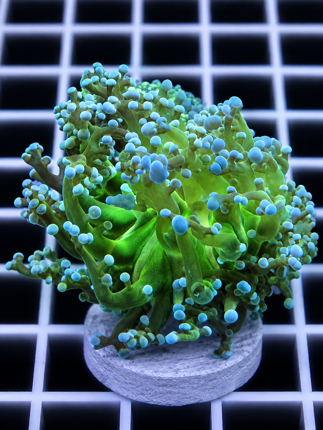 Blue Tip Green Mouth Frogspawn