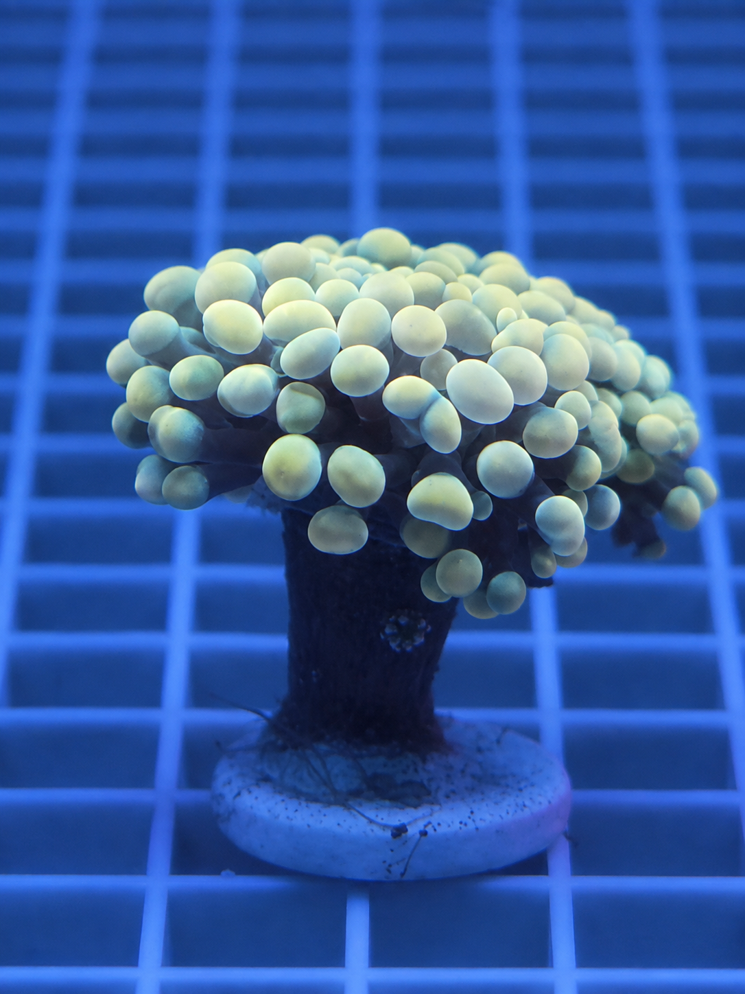 Hologram Gold Hammer Coral WYSIWYG Fimbriaphyllia paraancora