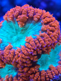 Red Blastomussa wellsi Blasto LPS coral with large red fleshy polyps for saltwater reef aquarium