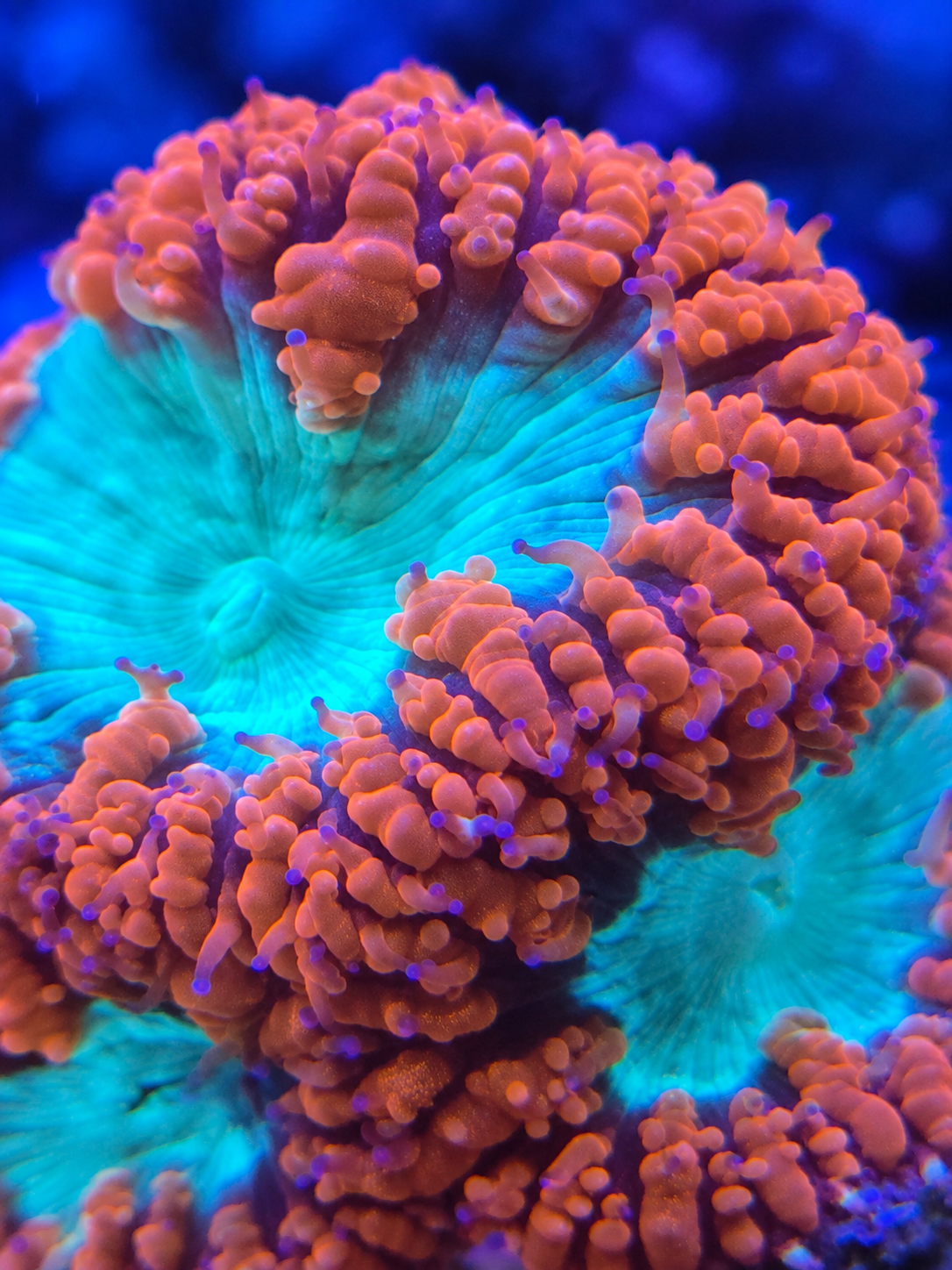 Red Blastomussa wellsi Blasto LPS coral with large red fleshy polyps for saltwater reef aquarium