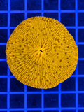 Large 3 inch Gold Plate Coral Fungia Cycloseris LPS coral for reef aquarium