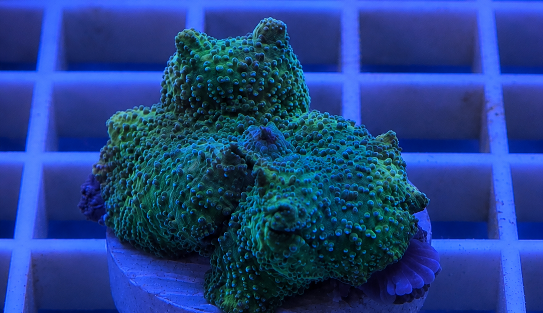 Green Rhodactis mushroom coral with textured surface in a reef tank