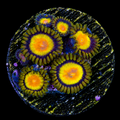 Tutti Frutti Zoanthid Frag (4+Polyp Average)
