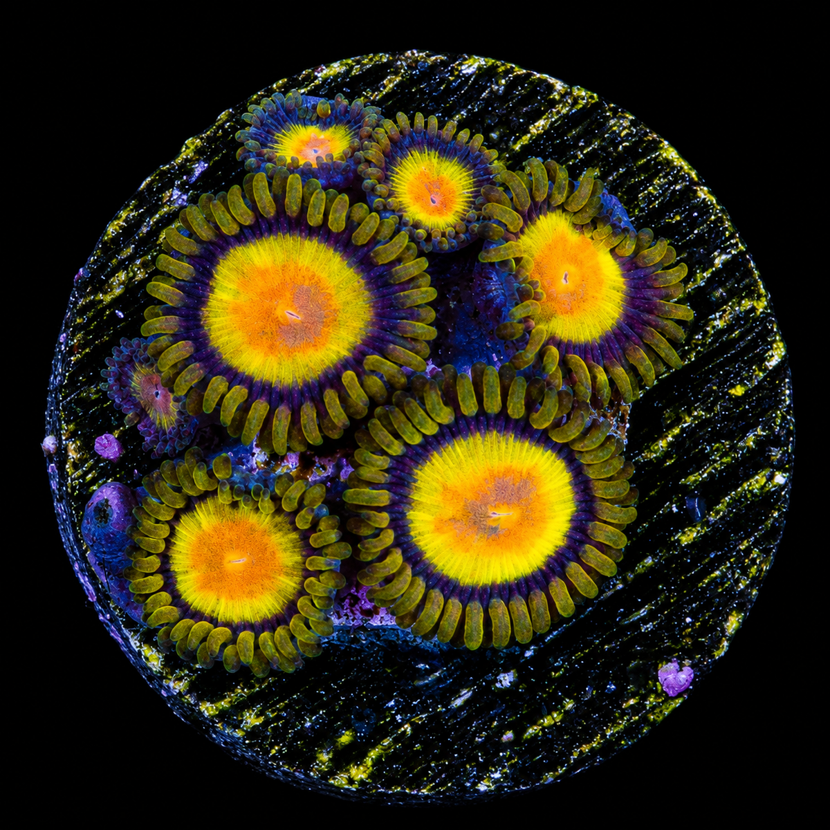 Tutti Frutti Zoanthid Frag (4+Polyp Average)