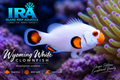 Wyoming White Clownfish