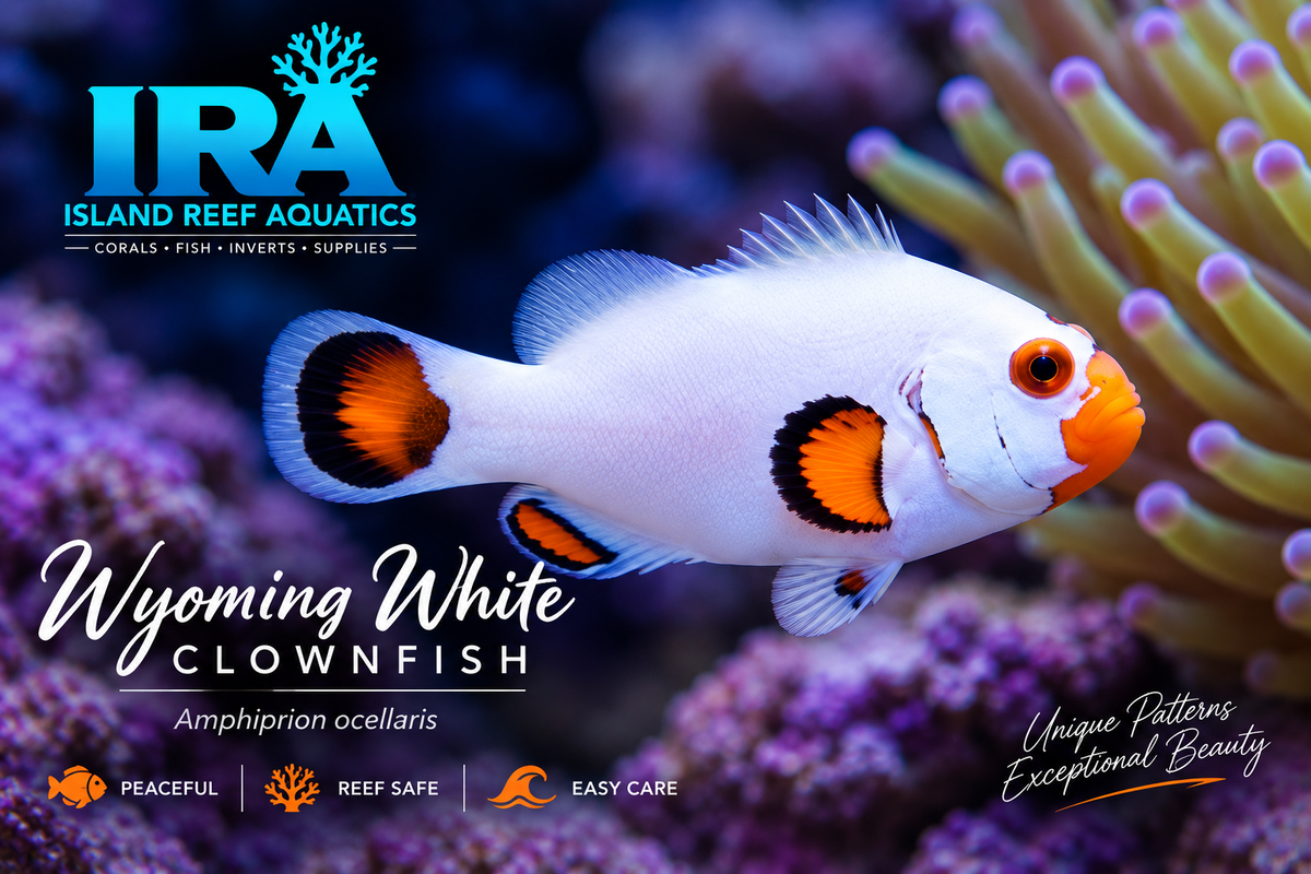 Wyoming White Clownfish